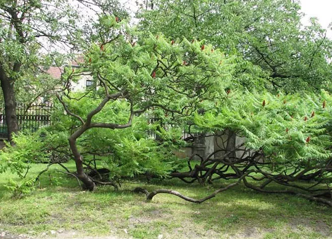 Сумах с пантами оленя или уксусное дерево – посадка и уход, фото сортов