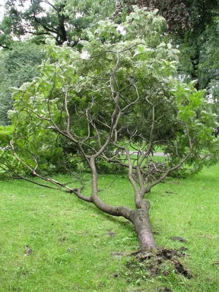 Сумах с пантами оленя или уксусное дерево – посадка и уход, фото сортов