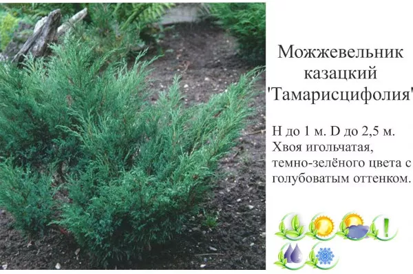 Можжевельник казацкий Tamariscifolia. Описание, фото, обзор