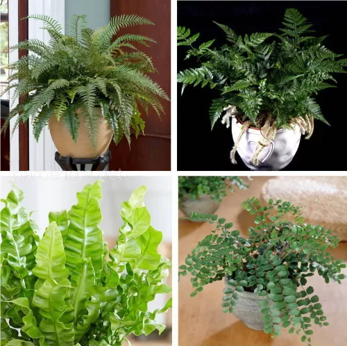 Тенелюбивые растения для дома неприхотливые многолетники фото, названия