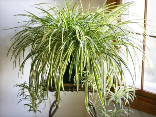 Тенелюбивые растения для дома неприхотливые многолетники фото, названия