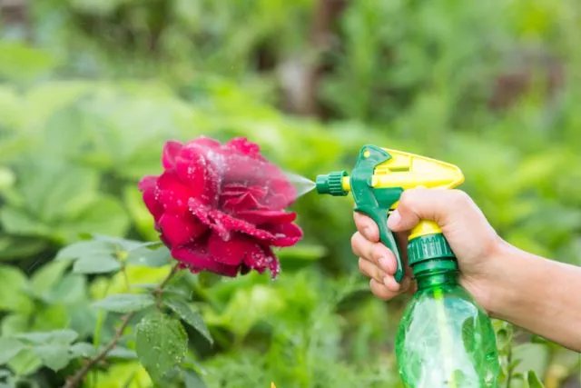 Тля на розах: как бороться народными средствами и химикатами
