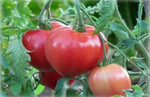 Алтайский розовый томат. Отзывы, характеристики, описание, фото