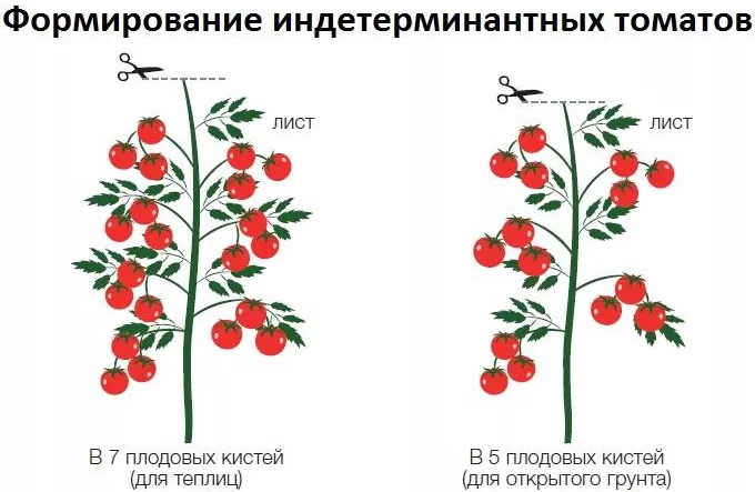 Алтайский розовый томат. Отзывы, характеристики, описание, фото