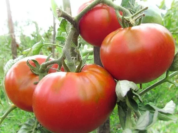 Картофельный томат с малиной: описание сорта, фото, отзывы