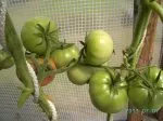 Картофельный томат с малиной: описание сорта, фото, отзывы
