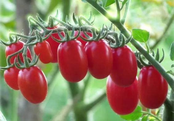 Источник томат и малина F1: описание сорта, фото, отзывы