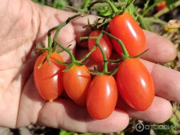 Источник томат и малина F1: описание сорта, фото, отзывы