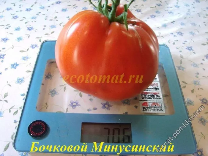 Бочковой томат Минусинский: отзывы, описание сорта, фото
