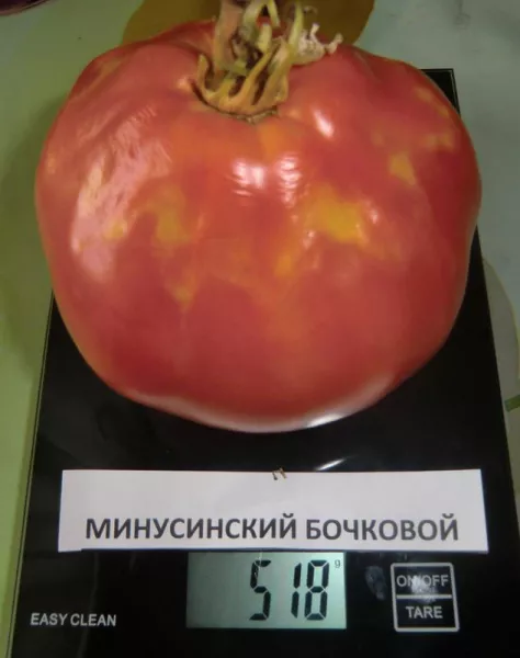 Бочковой томат Минусинский: отзывы, описание сорта, фото