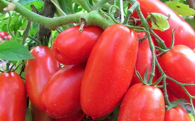 Сибирская томатная тройка: отзывы, фото, описание, достоинства и недостатки