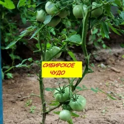 Сибирское томатное чудо: описание, фото, отзывы