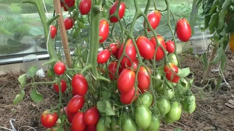 Сибирское томатное чудо: описание, фото, отзывы