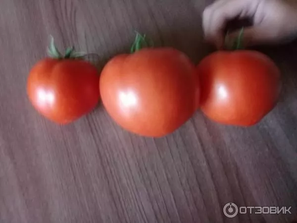 Сорт помидор Мазарини от 3 агрофирмы: характеристика, сравнение, фото, отзывы