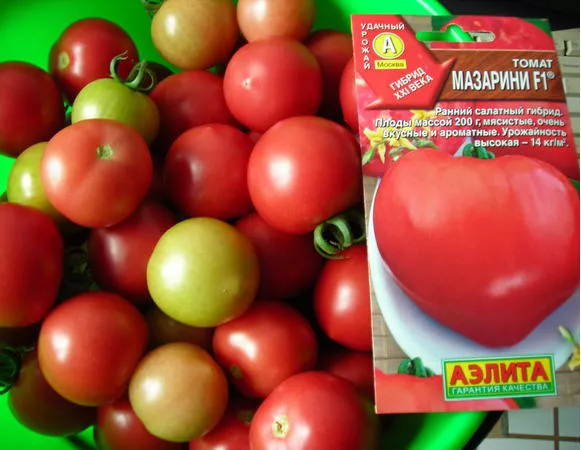 Сорт помидор Мазарини от 3 агрофирмы: характеристика, сравнение, фото, отзывы