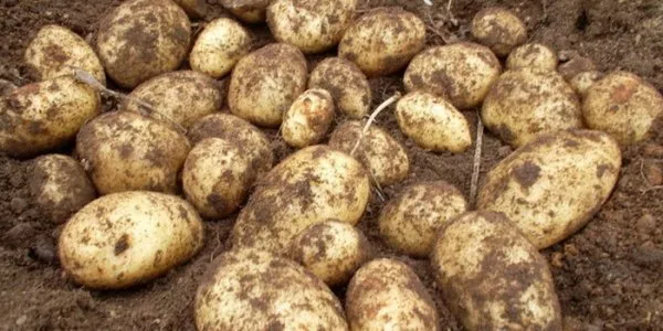 ТОП-17 рассыпчатых сортов картофеля с белой и желтой мякотью