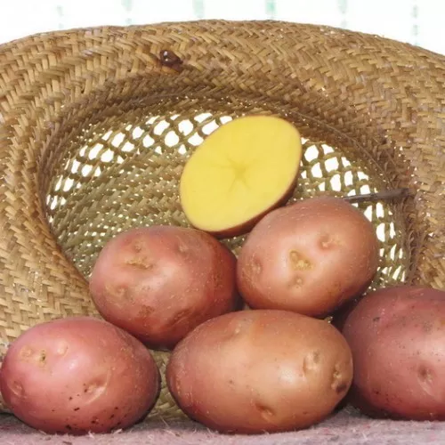 ТОП-17 рассыпчатых сортов картофеля с белой и желтой мякотью