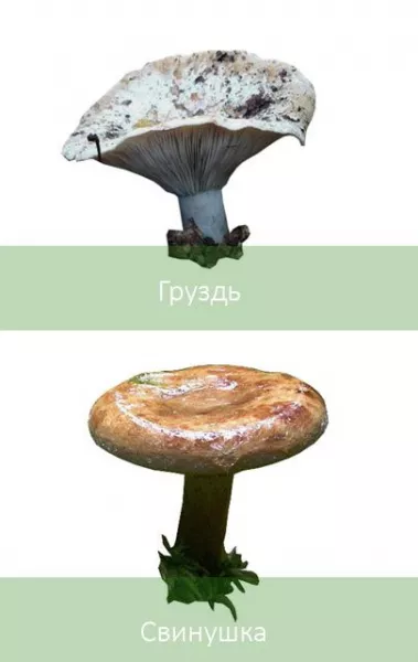 ТОП ядовитых грибов на столе