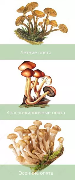 ТОП ядовитых грибов на столе