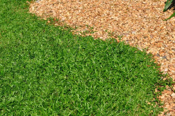 Муравьиная трава. Фото как размножить для газона