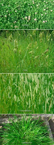 Газонные травы и их смеси