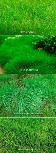 Газонные травы и их смеси