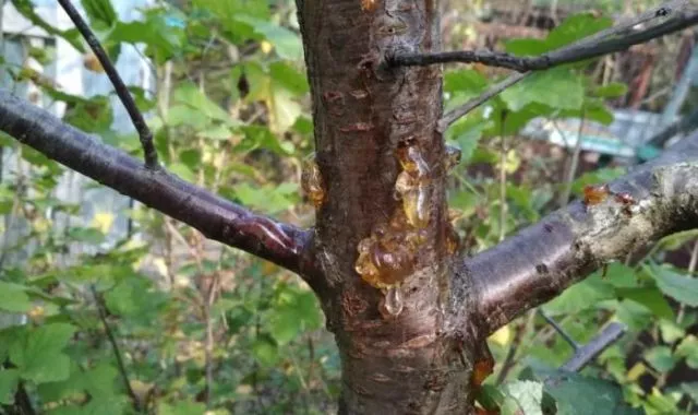 Растрескивание коры вишни: причины и меры борьбы