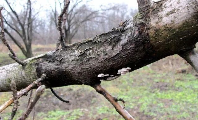 Растрескивание коры вишни: причины и меры борьбы