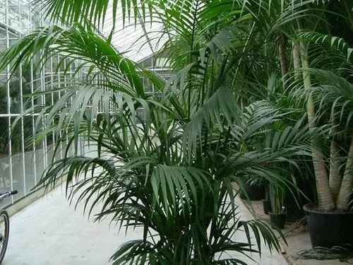 Комнатные тропические растения для дома
