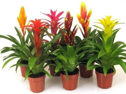 Комнатные тропические растения для дома