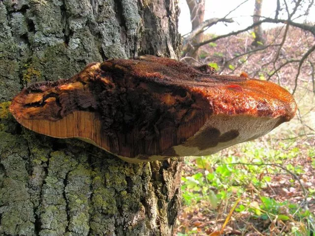 Трутовик щетинистый (Bristle-haired Tinder): фото и описание, как поражает деревья