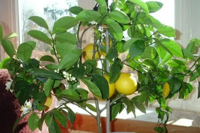 У лимона опадают листья: что делать