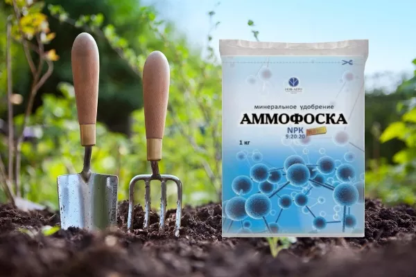 Удобрение Аммофоска: состав, инструкция по применению в саду весной и осенью