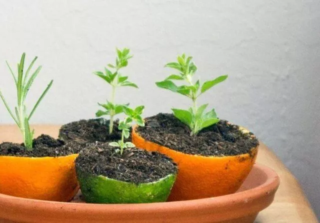 Удобрение на основе апельсиновой корки для комнатных, садовых и огородных растений
