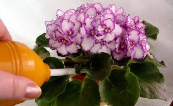 Удобрение Peters для фиалок, орхидей Peters Professional. Отзывы