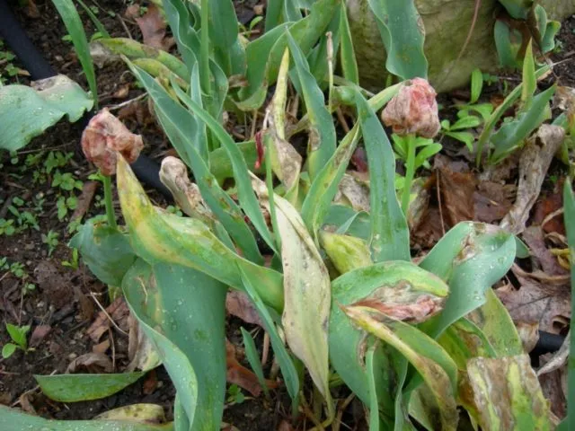 Удобрения для тюльпанов: весной и осенью, виды удобрений