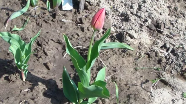 Удобрения для тюльпанов: весной и осенью, виды удобрений