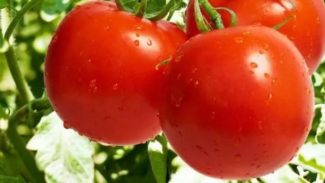 Ультраранние сорта томатов