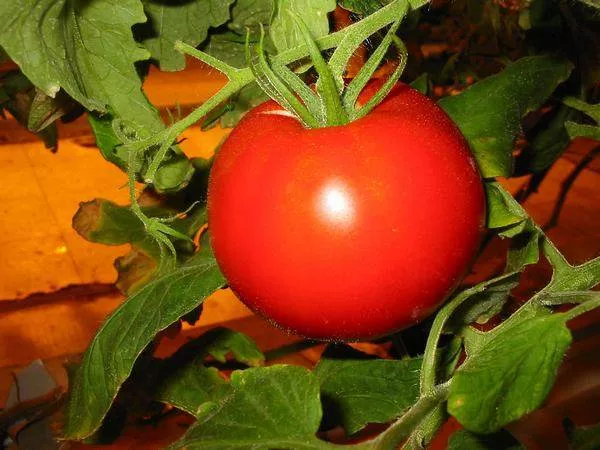 Ультраранние сорта томатов