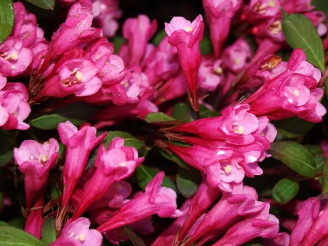Вейгела цветущая Виктория (Victoria): фото, описание, отзывы, морозостойкость