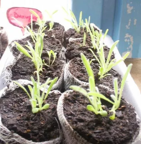 Венидиум: выращивание из семян в домашних условиях + фото