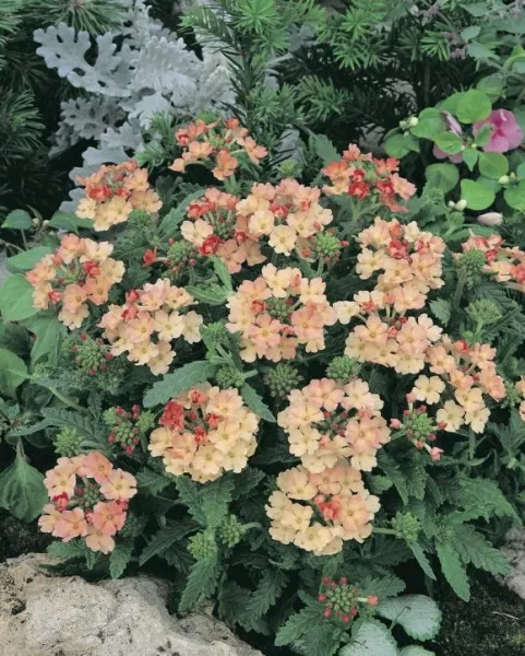 Вербена — фото цветов при посадке на рассаду
