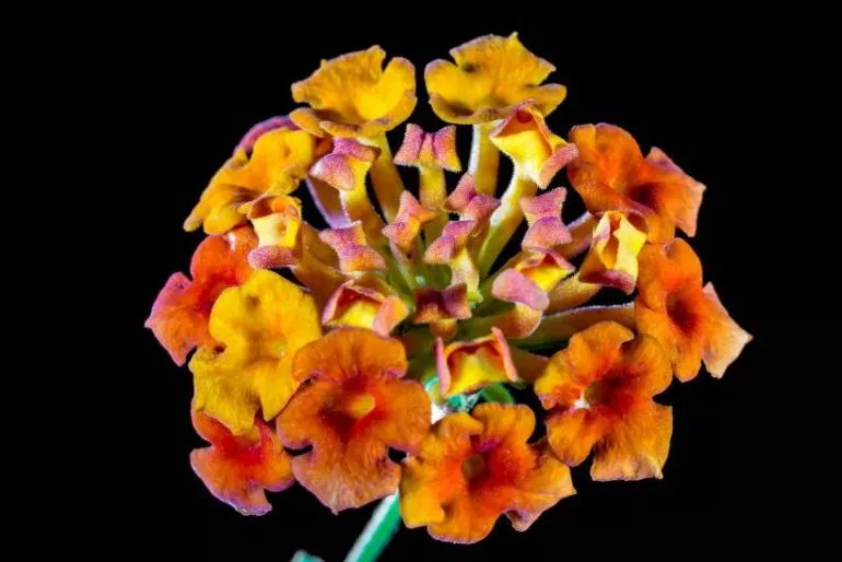 Вербена — фото цветов при посадке на рассаду