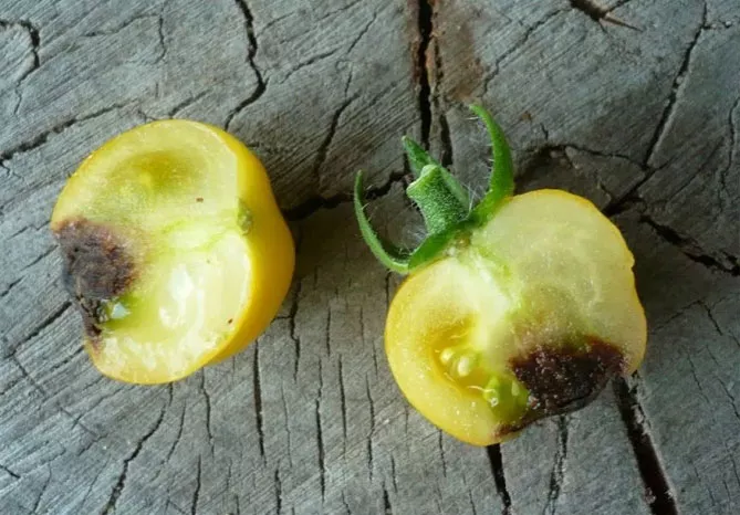 Верхушечная гниль помидоров: как бороться в теплице и в открытом грунте