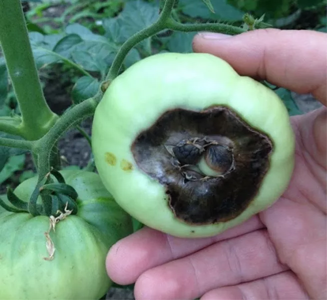 Верхушечная гниль помидоров: как бороться в теплице и в открытом грунте