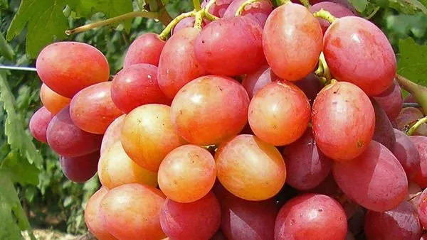 Анюта виноград