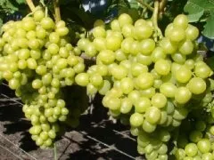 Аркадский виноград