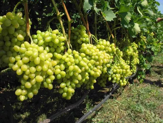 Аркадский виноград