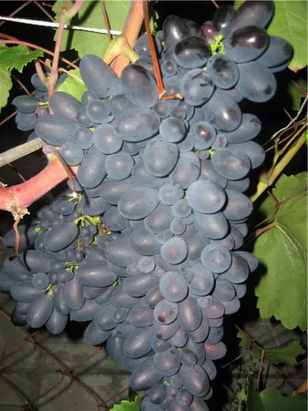 Виноград Кодрянка: характеристика и описание сорта, морозостойкость, урожайность, отзывы