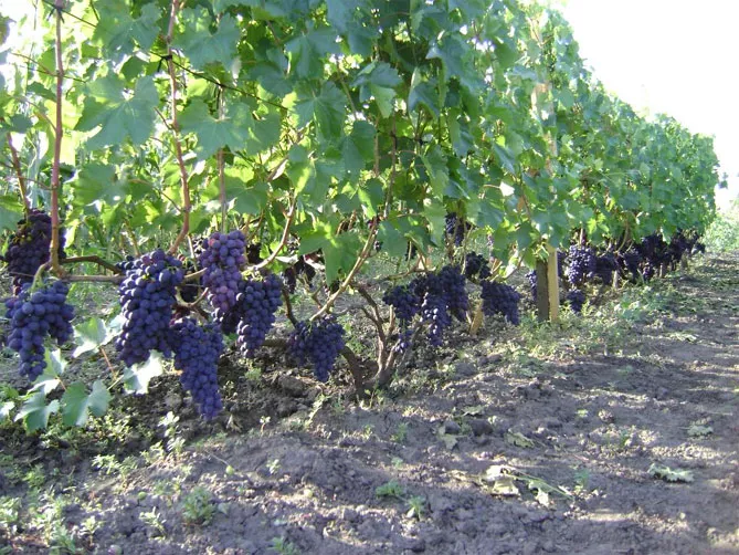 Виноград Кодрянка: характеристика и описание сорта, морозостойкость, урожайность, отзывы